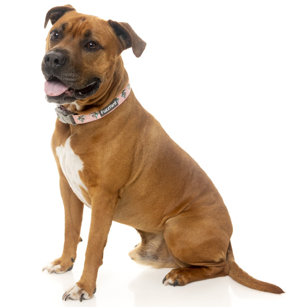 FuzzYard Dog Collar (LL Cool Jaw$) Kohepets