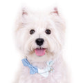 Hey Cuzzies Bow Dog Necklace (Blue) - Kohepets