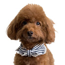 Hey Cuzzies Convertible Bandana For Dogs (Coco)