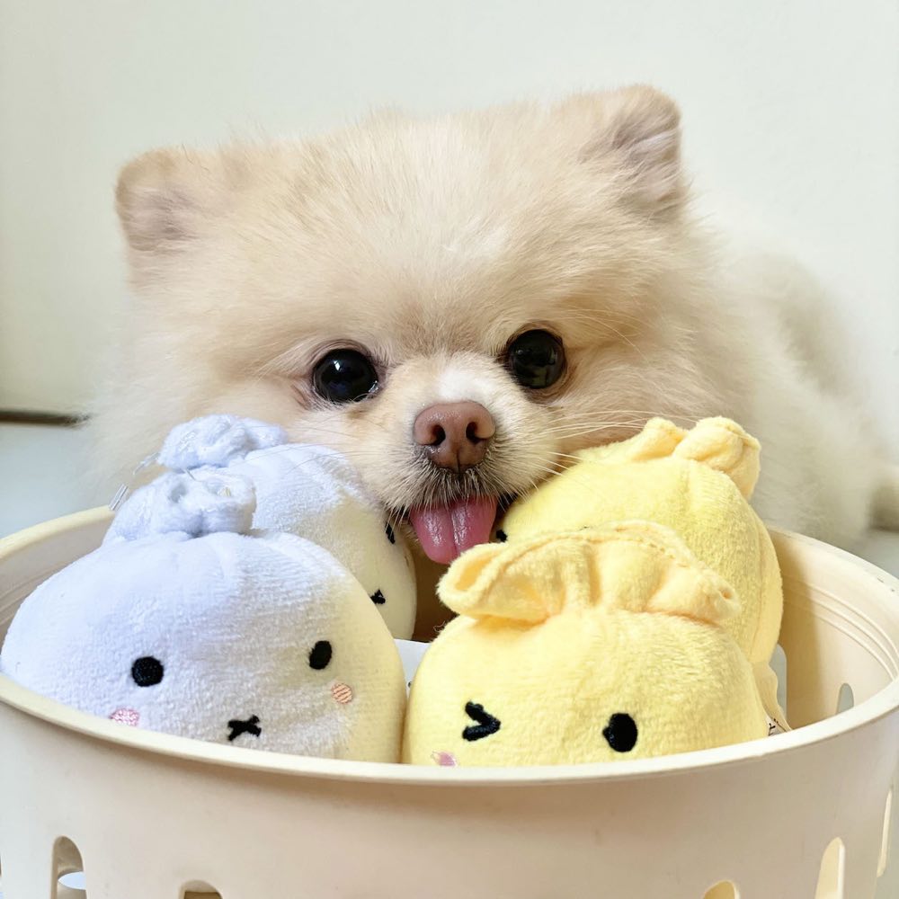 Fluffy Teacup Puppy Accessories Cute Dog Accessories Cute Puppy