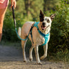 Ruffwear Hi & Light Lightweight Low-Profile Dog Harness (Twilight Gray) - Kohepets