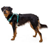 Ruffwear Hi & Light Lightweight Low-Profile Dog Harness (Twilight Gray)