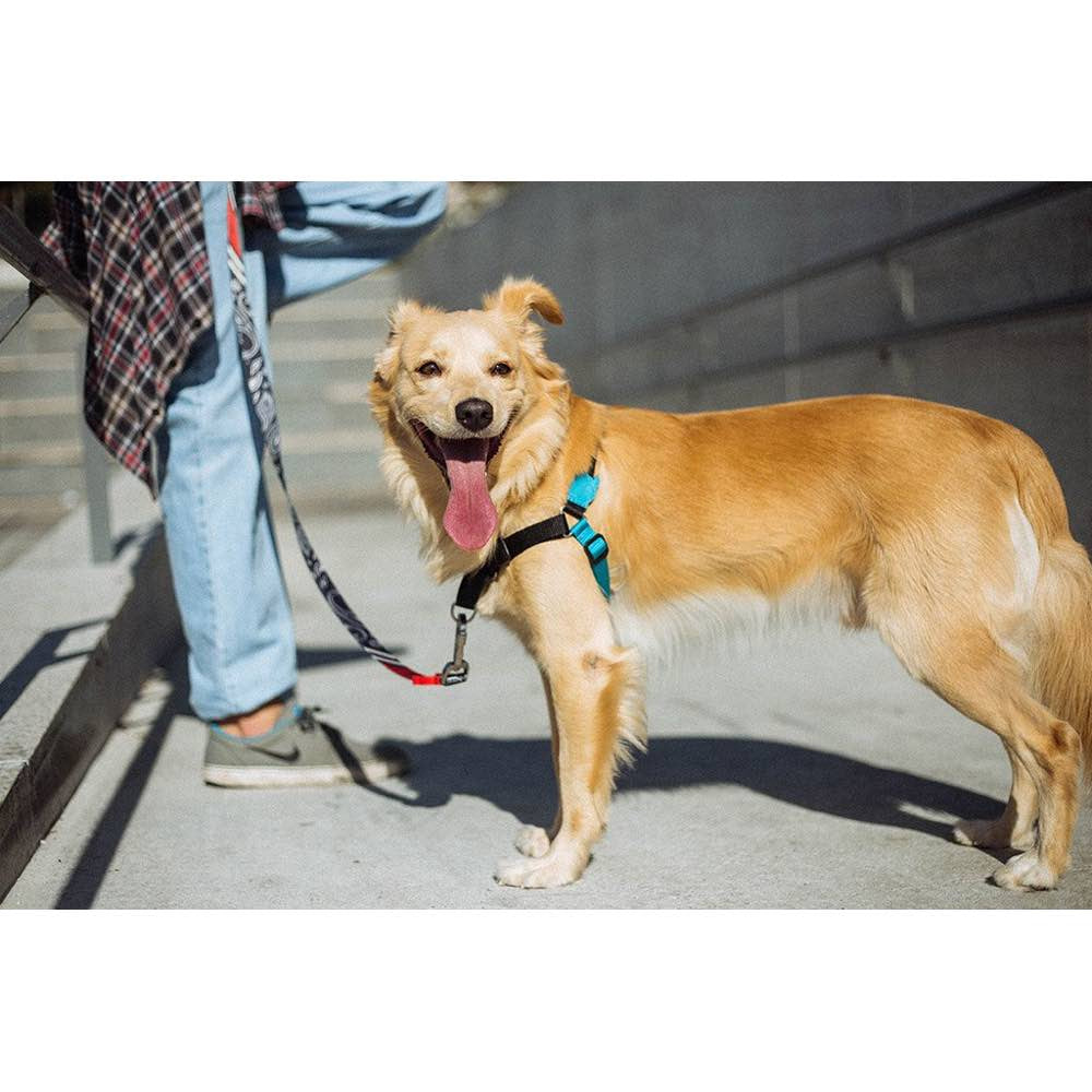 Golden Retriever Softest Dog Harness Monoby Soft-Walk Dog Harness