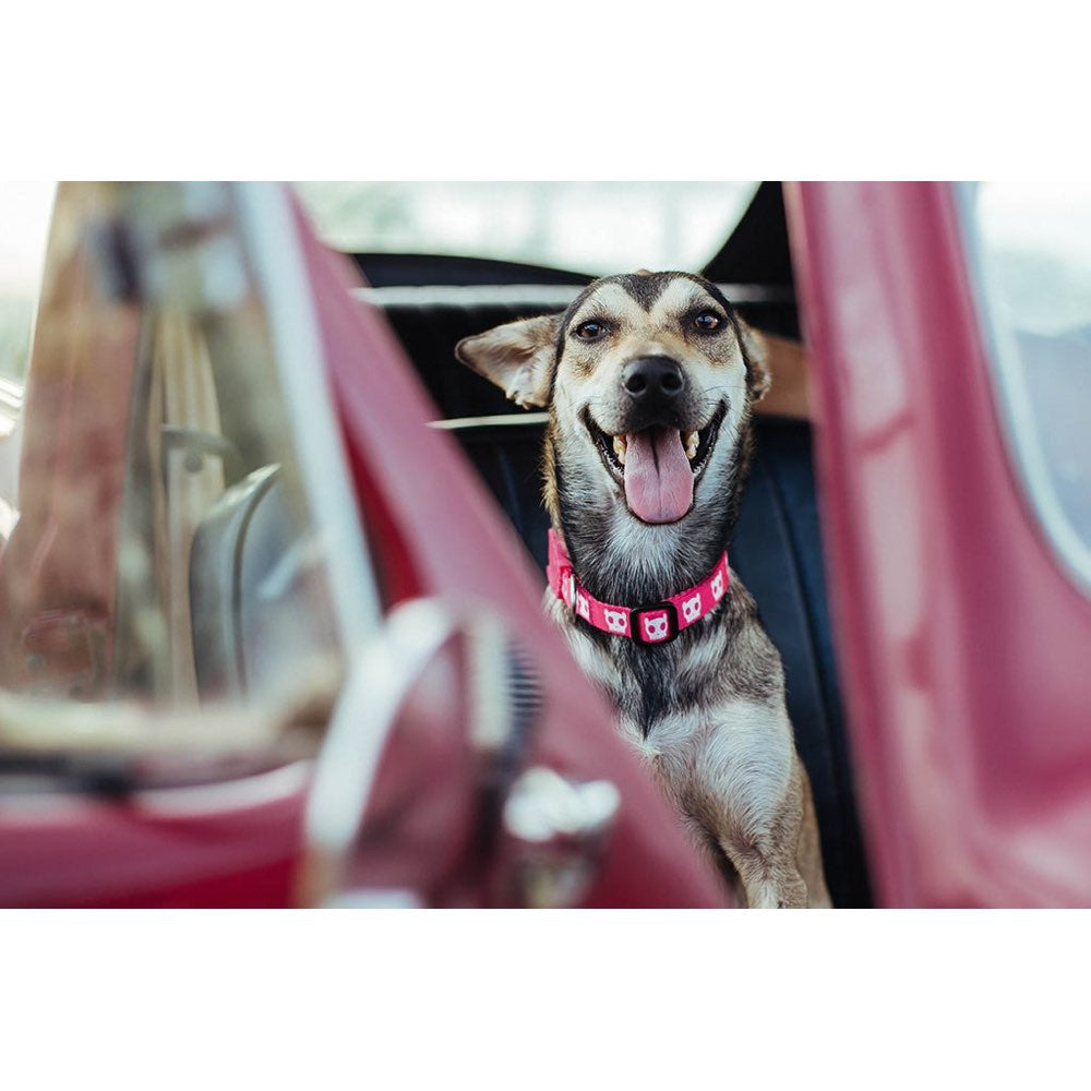 Pink Skull Dog Collar Kohepets