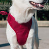 Zee.Dog Air Mesh Dog Harness (Bordeau)