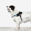 10% OFF: Zee Dog Gotham Fly Harness - Kohepets