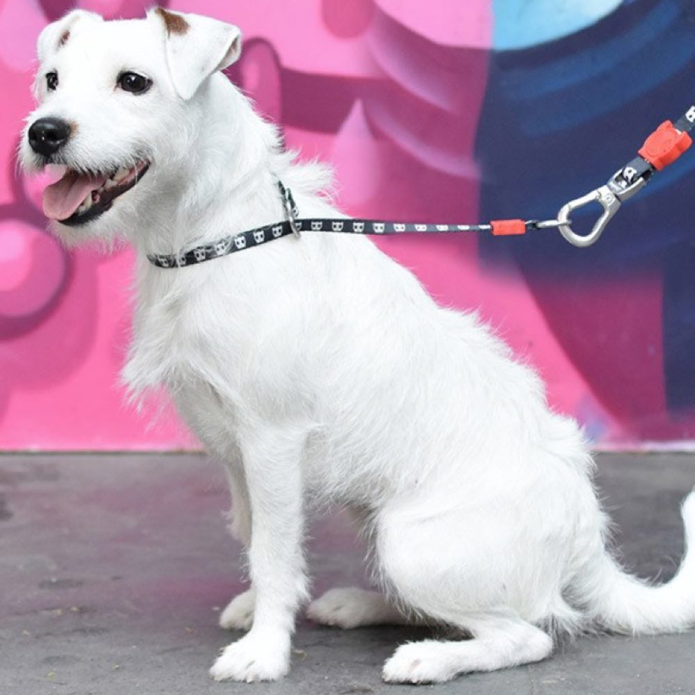 Skull Obedience Dog Collar Kohepets