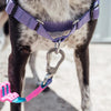 20% OFF: Zee.Dog Soft-Walk Dog Harness (Aurora) - Kohepets