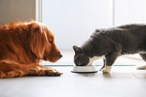Human Foods That Are Harmful To Cats & Dogs