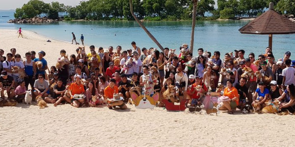 Singapore Corgi Largest Gathering – SGCorgi Day Out 2017 (2 December 2017)!