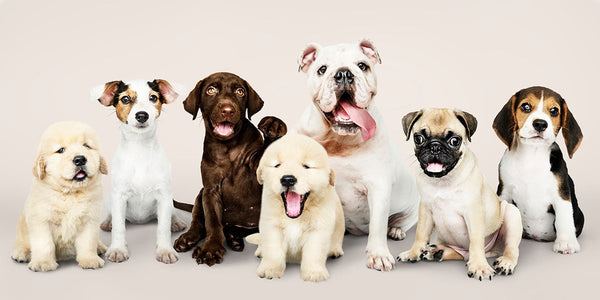 Lifespan Of Dogs By Breeds And The Reasons Why