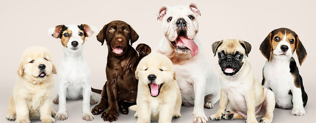 Lifespan Of Dogs By Breeds And The Reasons Why