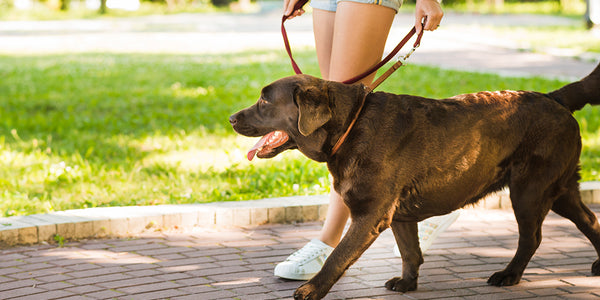 5 Benefits Of Walking Your Dog