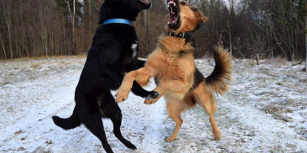 Understanding Aggression In Dogs