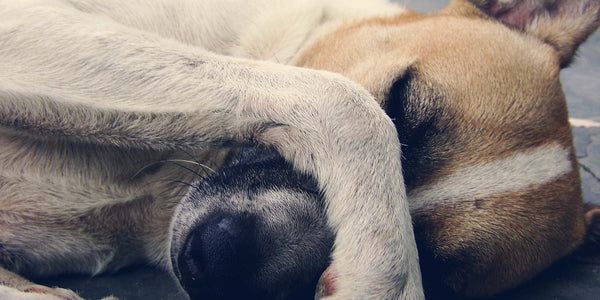 Dealing With Anxiety In Dogs