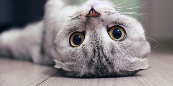 Stomach Sensitivity in Cats – What should I take note of?