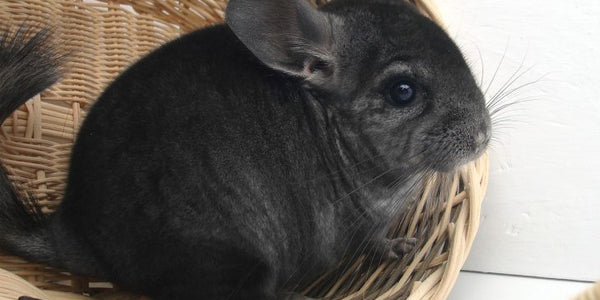 Chinchillas!