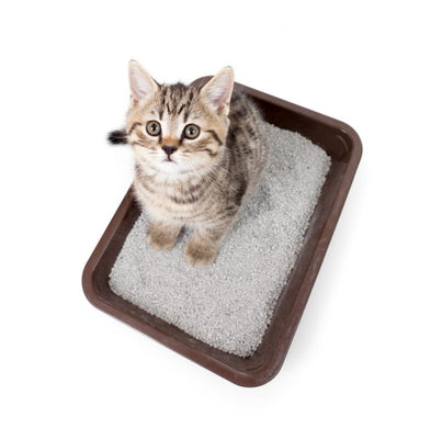 Choosing the Right Cat Litter for Your Furry Feline Friend