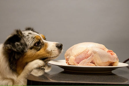 Understanding The Raw Dog Food Diet