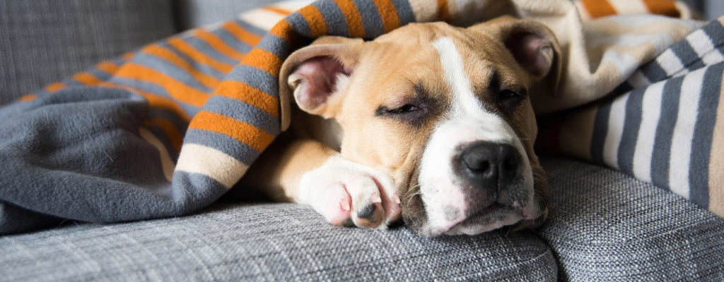 Subtle Signs Your Pet Isn’t Feeling Well