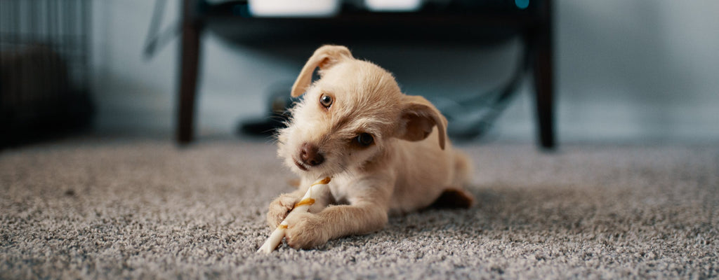 Dog Breeds for Small Homes in Singapore