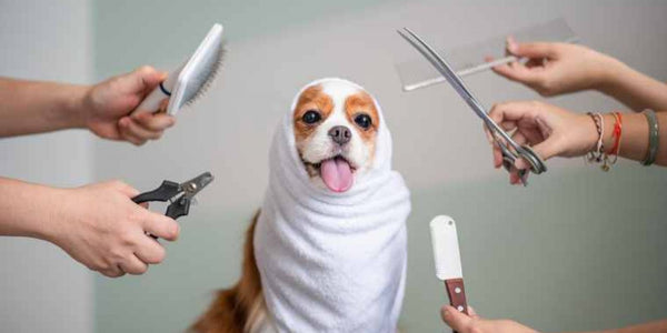 Dog Grooming Tips — All You Need To Know For Home Grooming