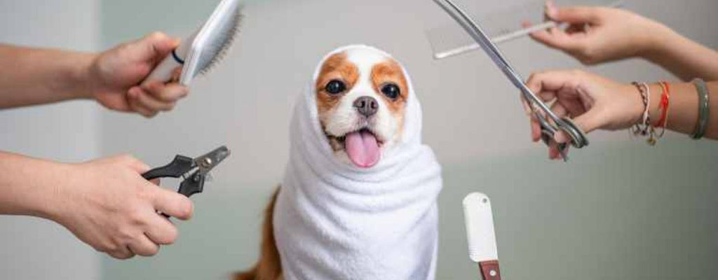 Dog Grooming Tips — All You Need To Know For Home Grooming