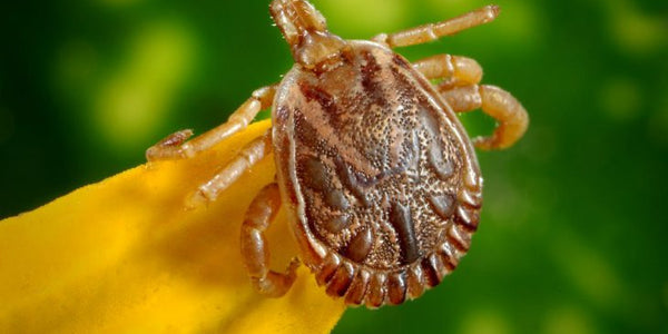 How To Prevent & Treat Flea, Ticks, & Other Parasite Infestations in Cats and Dogs