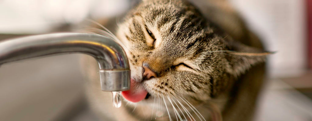 Is Your Cat Drinking Enough Water? Guide To Preventing Cat Dehydration