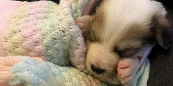 Kohepets Newborn Puppy Guide
