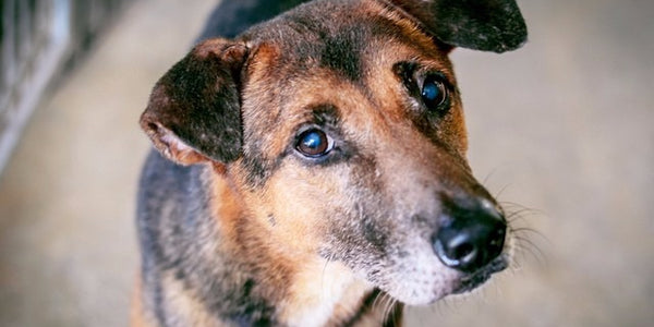 The Joys And Advantages Of Adopting A Shelter Dog