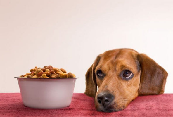 Dealing With A Picky Dog