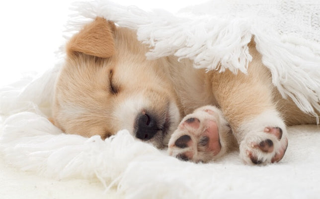 A Good Night’s Sleep: A Guide To Dog Beds