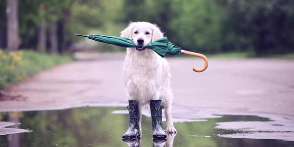Dog Essentials On Rainy Days Out