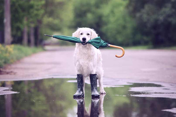 Dog Essentials On Rainy Days Out