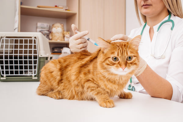 Pet Vaccinations — What’s Necessary For Cats & Dogs In Singapore?