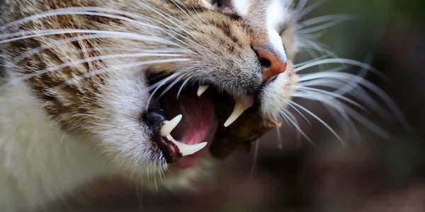 Things We Should Not Be Feeding Our Cats