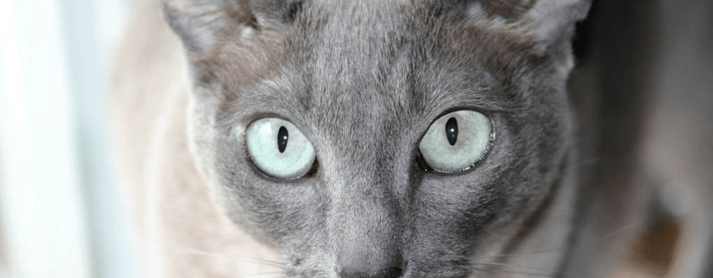 Introduction to Breeds – Tonkinese Cats