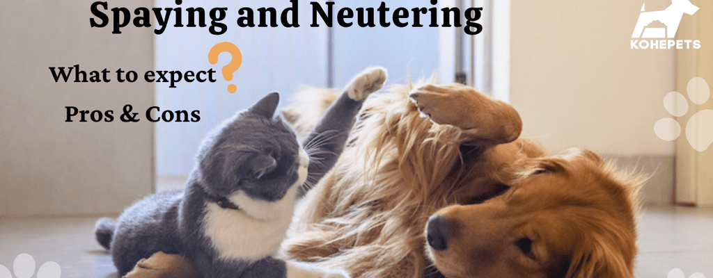 Spaying Or Neutering — What To Expect? Pros & Cons?