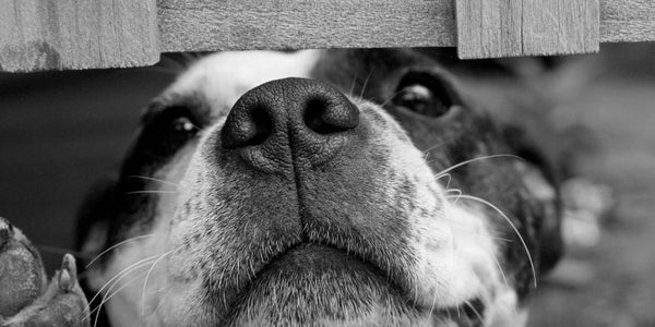 Things To Know Before Adopting A Dog
