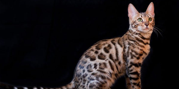 Introduction To Cat Breeds – Bengal Cat