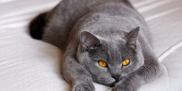 Introduction To Cat Breeds – British Shorthair Cat