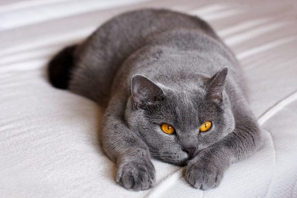 Introduction To Cat Breeds – British Shorthair Cat