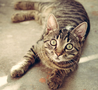 Caring for Community Cats