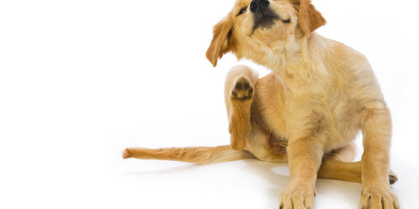 Beyond Skin-Deep: Caring for Dogs with Sensitive Skin