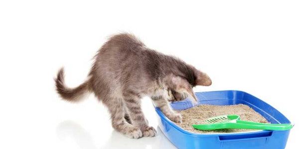 Cat litter 101