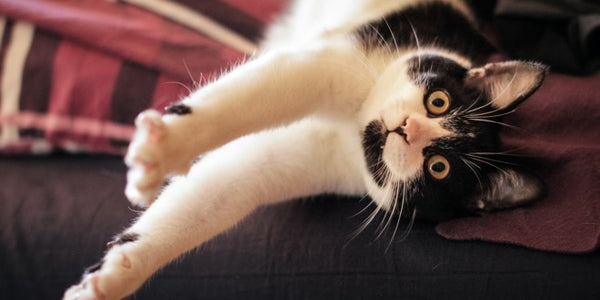 Kitty Proofing Your Home