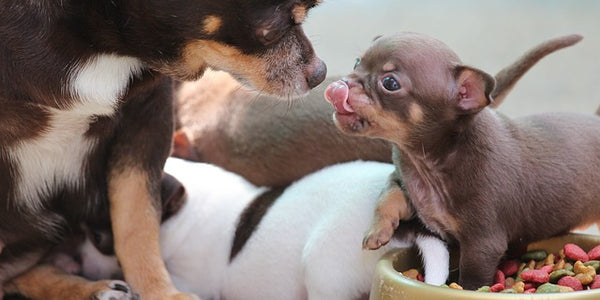Making the Switch: Puppy to Adult Dog Food