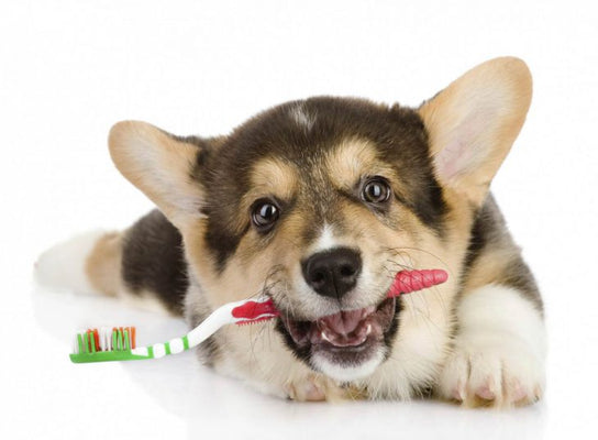 Dog Dental Care – Cleaning Your Dog’s Teeth