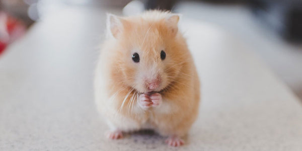 Engaging Your Hamster